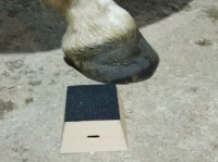 Example with real horse hoove